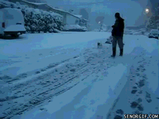 gif of man watching sled being pulled by dog 